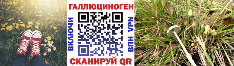 Псилоцибиновые грибы Psilocybine cubensis  Туапсе 